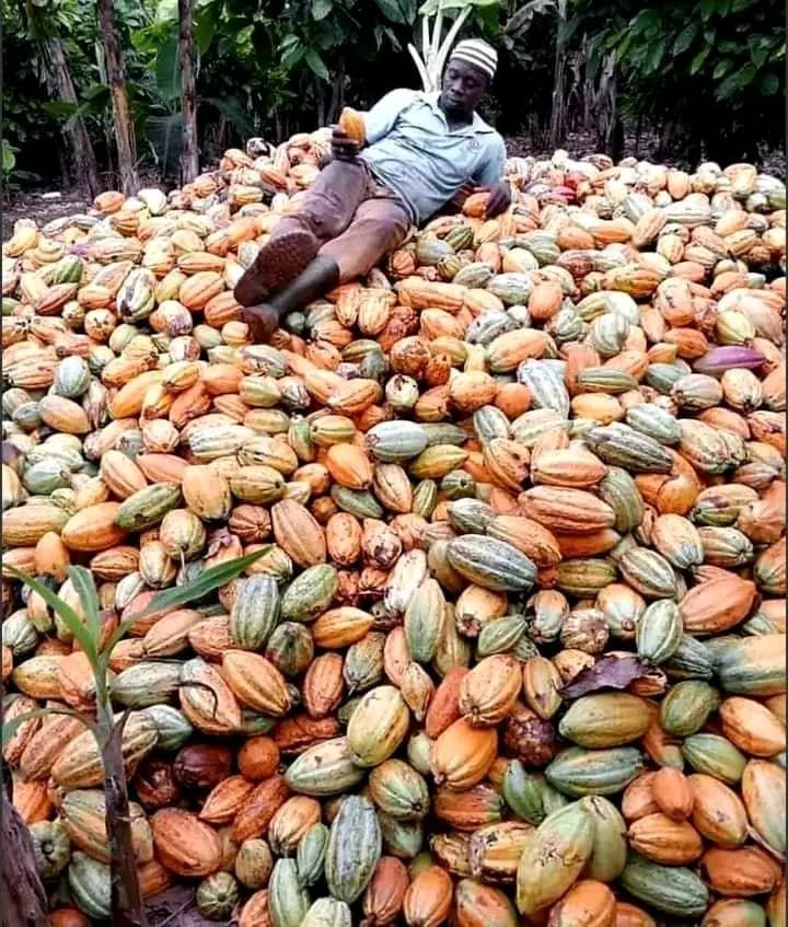 Après le prix record de 2 800 Fcfa en Côte d’Ivoire